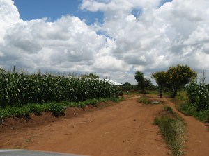 Typical dirt road with maize growing on the side.
