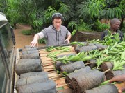 Packing the trees for the trip to Gusu.