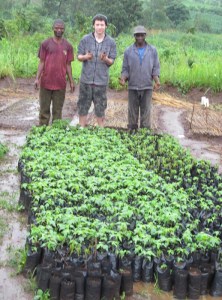 Ryan, Dennis, and Neveson check out 1000 papaya trees ready for planting.